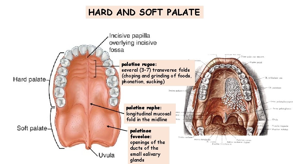 HARD AND SOFT PALATE palatine rugae: several (3 -7) transverse folds (choping and grinding HARD AND SOFT PALATE palatine rugae: several (3 -7) transverse folds (choping and grinding