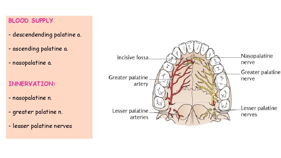 BLOOD SUPPLY - descendending palatine a. - ascending palatine a. - nasopalatine a. INNERVATION: BLOOD SUPPLY - descendending palatine a. - ascending palatine a. - nasopalatine a. INNERVATION: