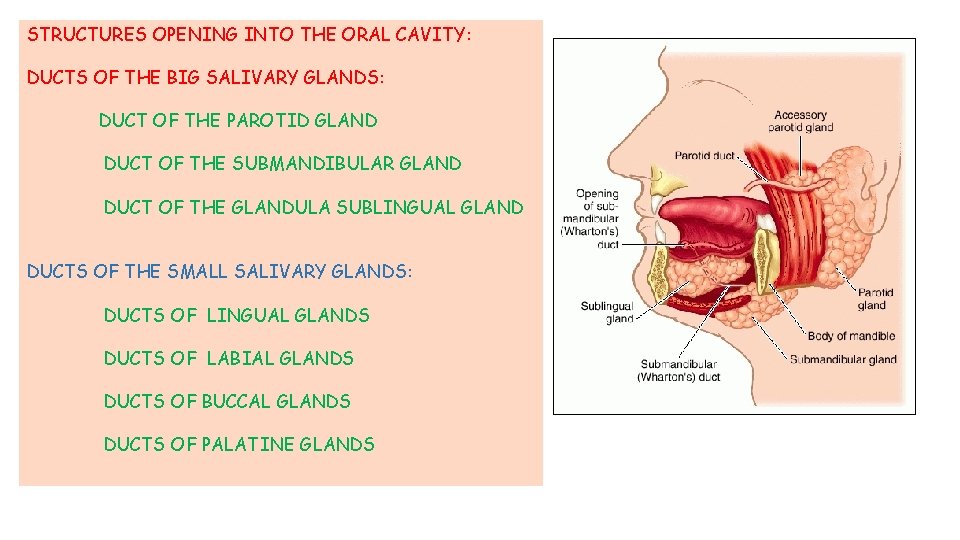 STRUCTURES OPENING INTO THE ORAL CAVITY: DUCTS OF THE BIG SALIVARY GLANDS: DUCT OF STRUCTURES OPENING INTO THE ORAL CAVITY: DUCTS OF THE BIG SALIVARY GLANDS: DUCT OF