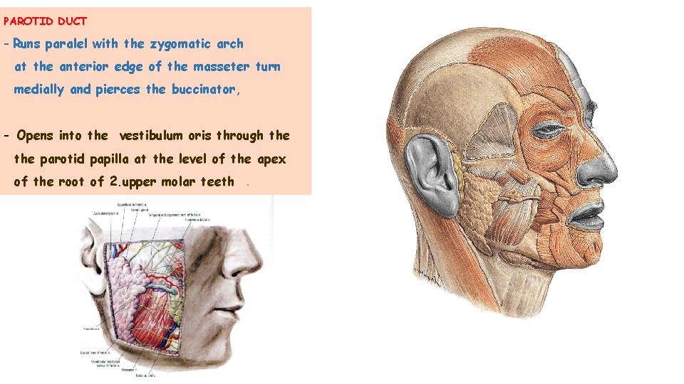 PAROTID DUCT - Runs paralel with the zygomatic arch at the anterior edge of PAROTID DUCT - Runs paralel with the zygomatic arch at the anterior edge of