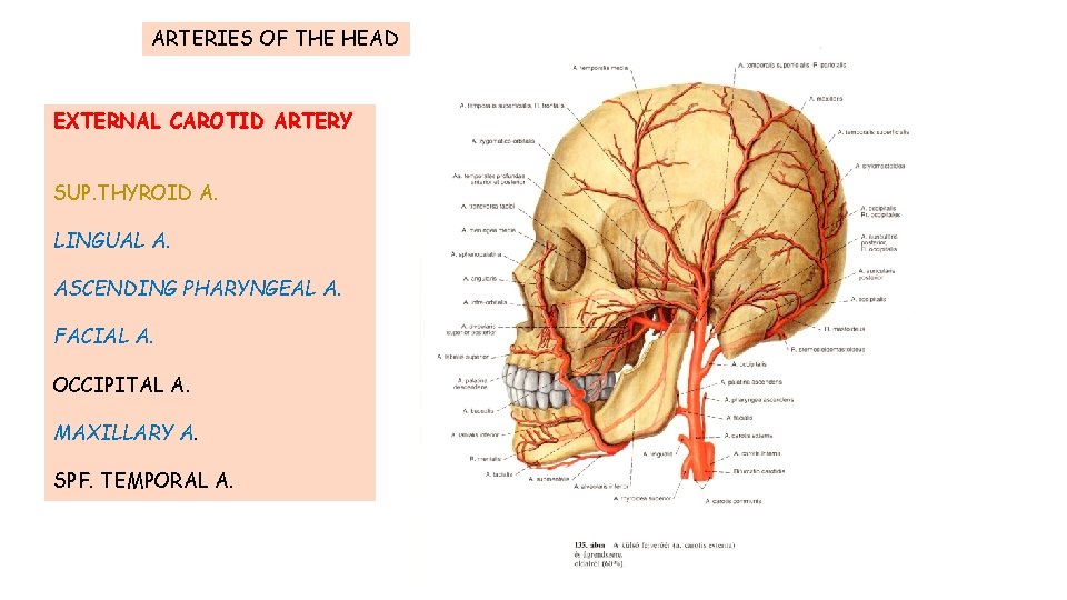 ARTERIES OF THE HEAD EXTERNAL CAROTID ARTERY SUP. THYROID A. LINGUAL A. ASCENDING PHARYNGEAL ARTERIES OF THE HEAD EXTERNAL CAROTID ARTERY SUP. THYROID A. LINGUAL A. ASCENDING PHARYNGEAL