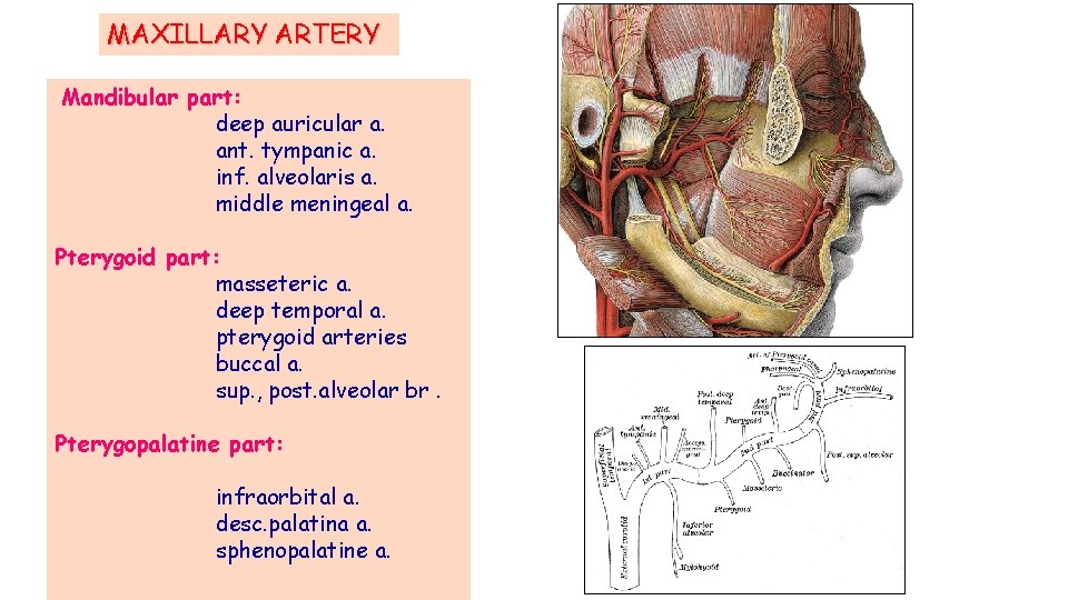 MAXILLARY ARTERY Mandibular part: deep auricular a. ant. tympanic a. inf. alveolaris a. middle MAXILLARY ARTERY Mandibular part: deep auricular a. ant. tympanic a. inf. alveolaris a. middle