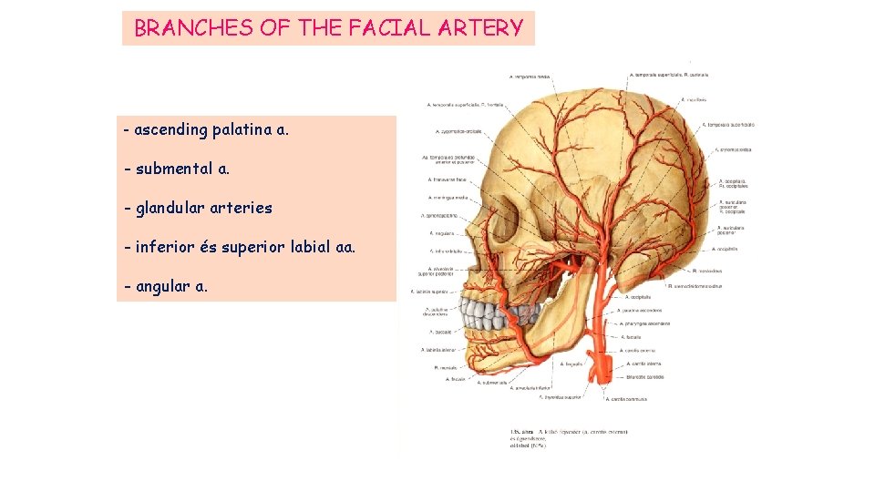 BRANCHES OF THE FACIAL ARTERY - ascending palatina a. - submental a. - glandular BRANCHES OF THE FACIAL ARTERY - ascending palatina a. - submental a. - glandular