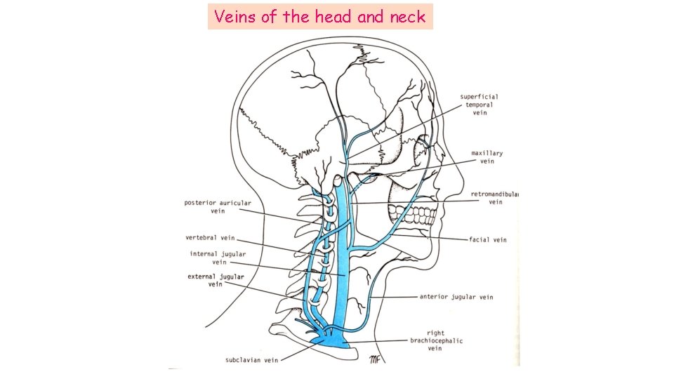 Veins of the head and neck Veins of the head and neck
