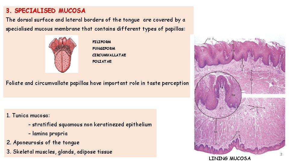 3. SPECIALISED MUCOSA The dorsal surface and lateral borders of the tongue are covered 3. SPECIALISED MUCOSA The dorsal surface and lateral borders of the tongue are covered