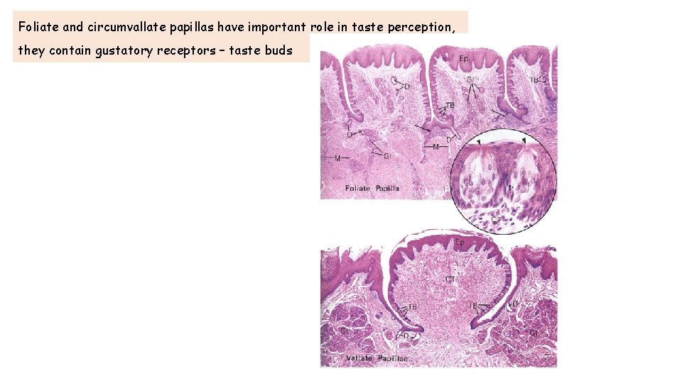 Foliate and circumvallate papillas have important role in taste perception, they contain gustatory receptors Foliate and circumvallate papillas have important role in taste perception, they contain gustatory receptors