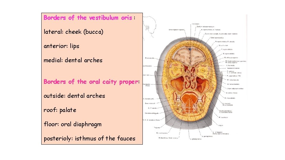 Borders of the vestibulum oris : lateral: cheek (bucca) anterior: lips medial: dental arches Borders of the vestibulum oris : lateral: cheek (bucca) anterior: lips medial: dental arches