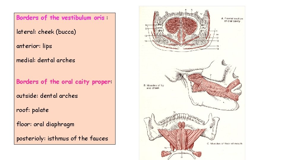 Borders of the vestibulum oris : lateral: cheek (bucca) anterior: lips medial: dental arches Borders of the vestibulum oris : lateral: cheek (bucca) anterior: lips medial: dental arches