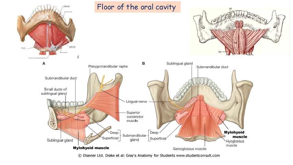 Floor of the oral cavity Floor of the oral cavity