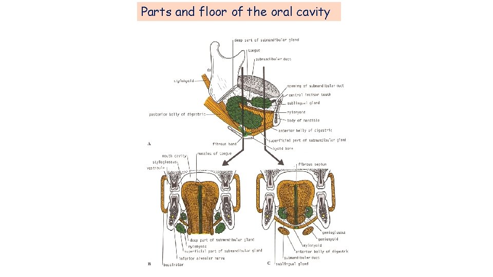 Parts and floor of the oral cavity Parts and floor of the oral cavity