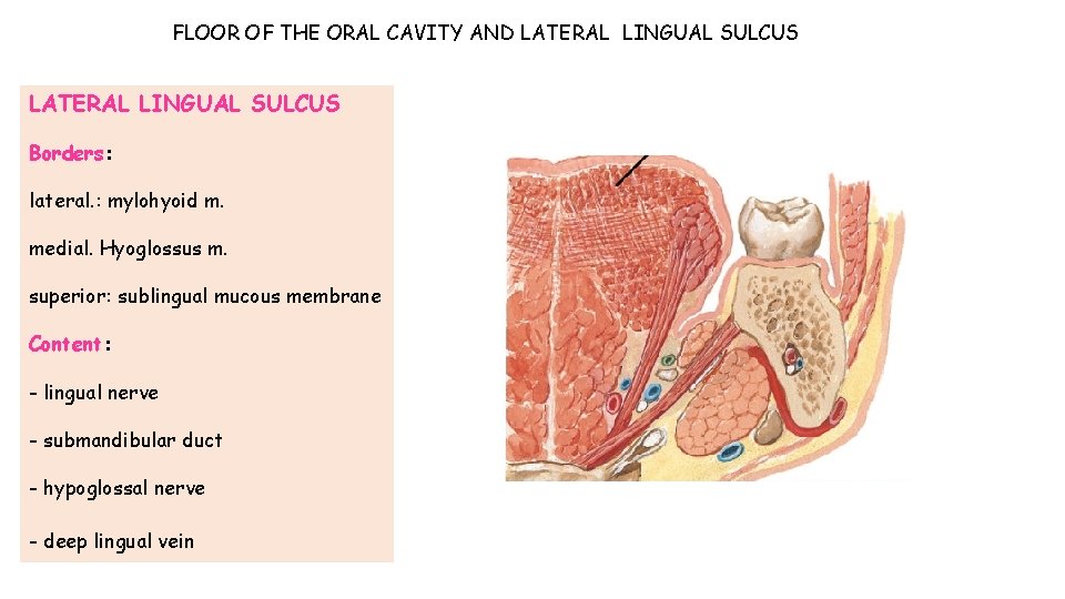 FLOOR OF THE ORAL CAVITY AND LATERAL LINGUAL SULCUS Borders: lateral. : mylohyoid m. FLOOR OF THE ORAL CAVITY AND LATERAL LINGUAL SULCUS Borders: lateral. : mylohyoid m.