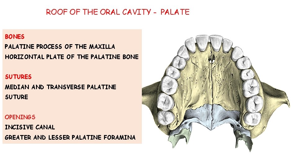 ROOF OF THE ORAL CAVITY - PALATE BONES PALATINE PROCESS OF THE MAXILLA HORIZONTAL ROOF OF THE ORAL CAVITY - PALATE BONES PALATINE PROCESS OF THE MAXILLA HORIZONTAL