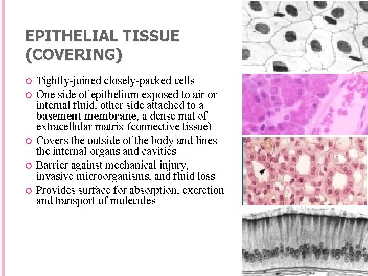 EPITHELIAL TISSUE (COVERING) Tightly-joined closely-packed cells One side of epithelium exposed to air or