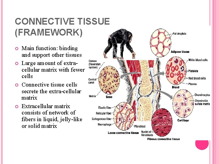 CONNECTIVE TISSUE (FRAMEWORK) Main function: binding and support other tissues Large amount of extracellular