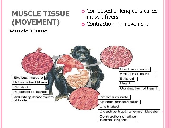 MUSCLE TISSUE (MOVEMENT) Composed of long cells called muscle fibers Contraction movement 
