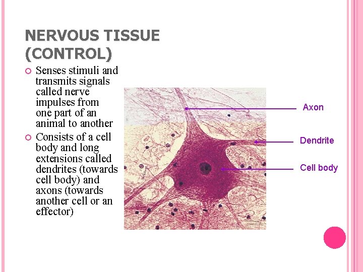 NERVOUS TISSUE (CONTROL) Senses stimuli and transmits signals called nerve impulses from one part