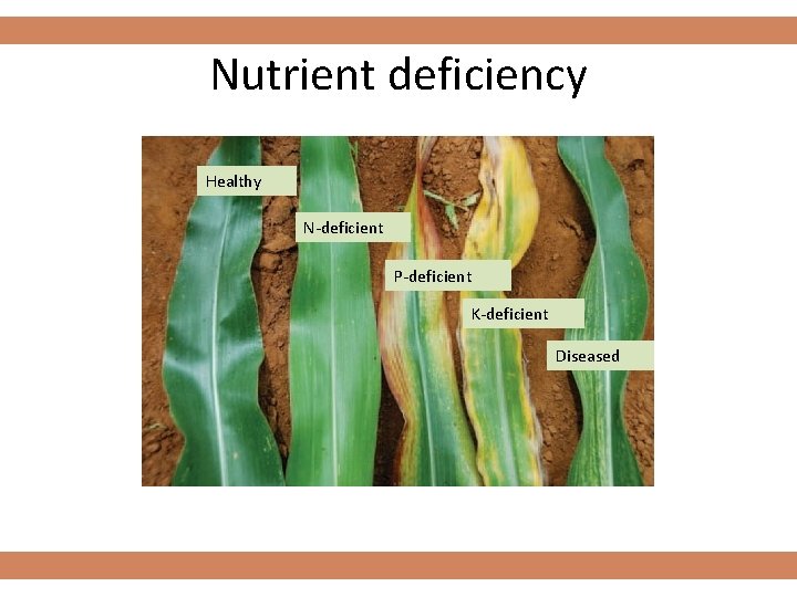 Nutrient deficiency Healthy N-deficient P-deficient K-deficient Diseased 