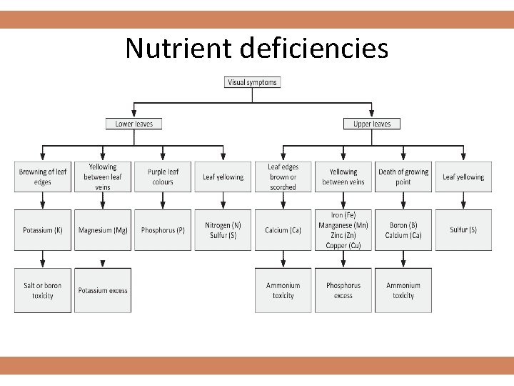 Nutrient deficiencies 