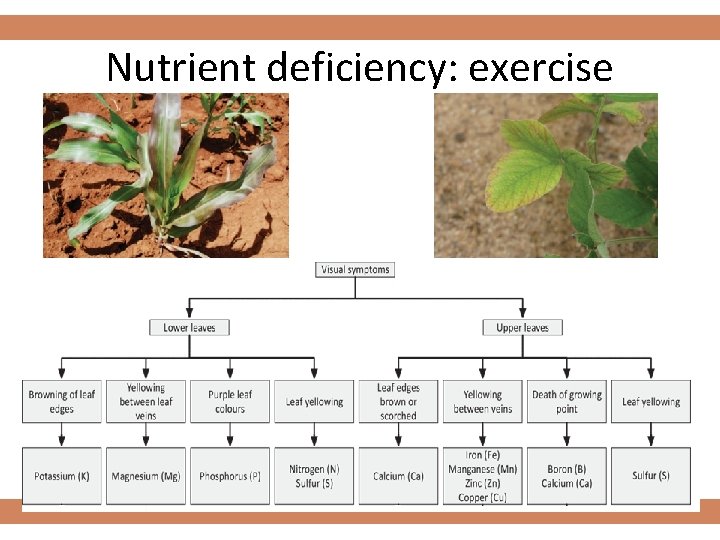 Nutrient deficiency: exercise 