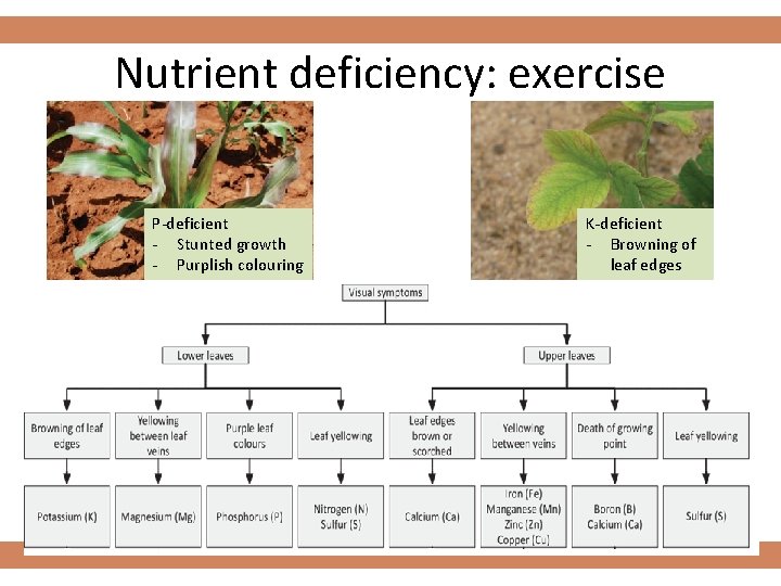 Nutrient deficiency: exercise P-deficient - Stunted growth - Purplish colouring K-deficient - Browning of