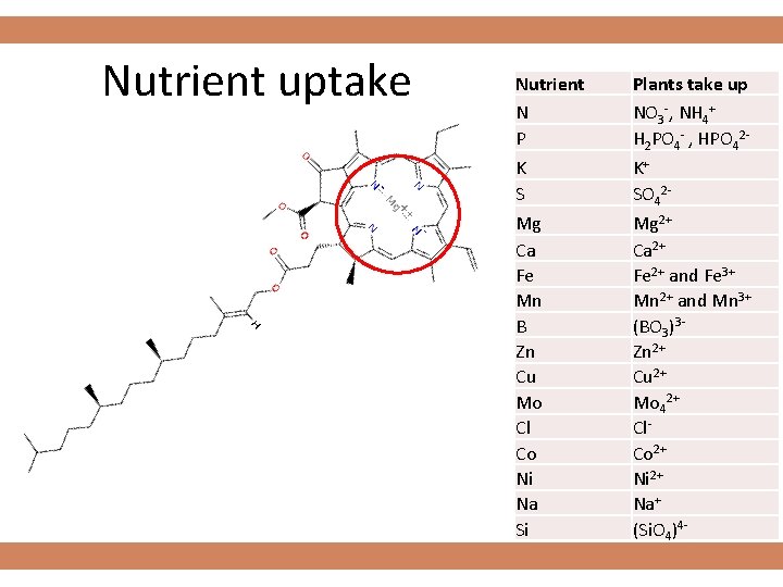 Nutrient uptake Nutrient N P K S Plants take up NO 3 -, NH