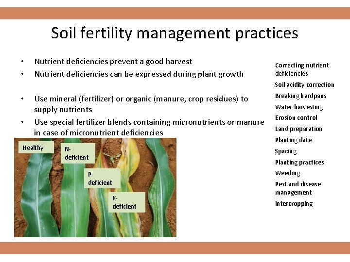 Soil fertility management practices • • Nutrient deficiencies prevent a good harvest Nutrient deficiencies