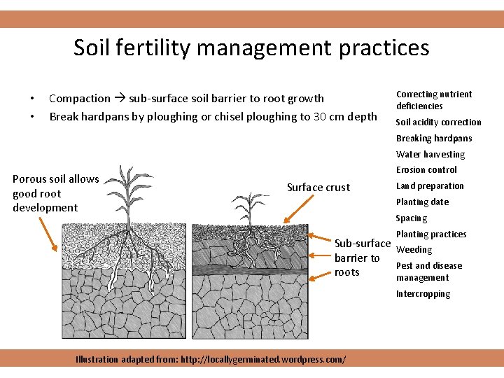 Soil fertility management practices • • Compaction sub-surface soil barrier to root growth Break