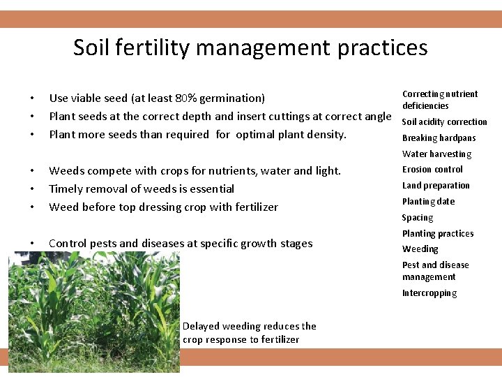 Soil fertility management practices • • • Use viable seed (at least 80% germination)