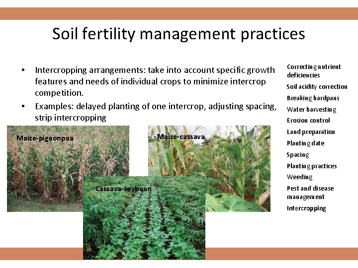 Soil fertility management practices • • Intercropping arrangements: take into account specific growth features