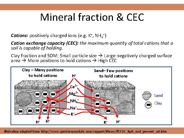 Mineral fraction & CEC Cations: positively charged ions (e. g. K+, NH 4+) Cation