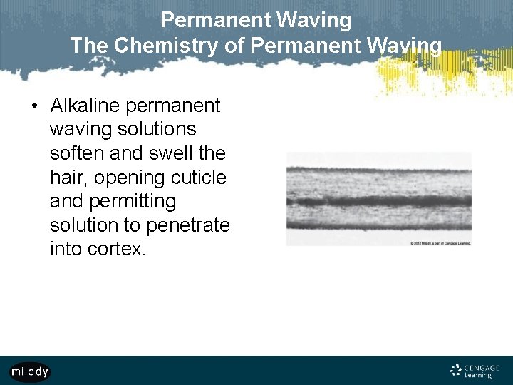 Permanent Waving The Chemistry of Permanent Waving • Alkaline permanent waving solutions soften and