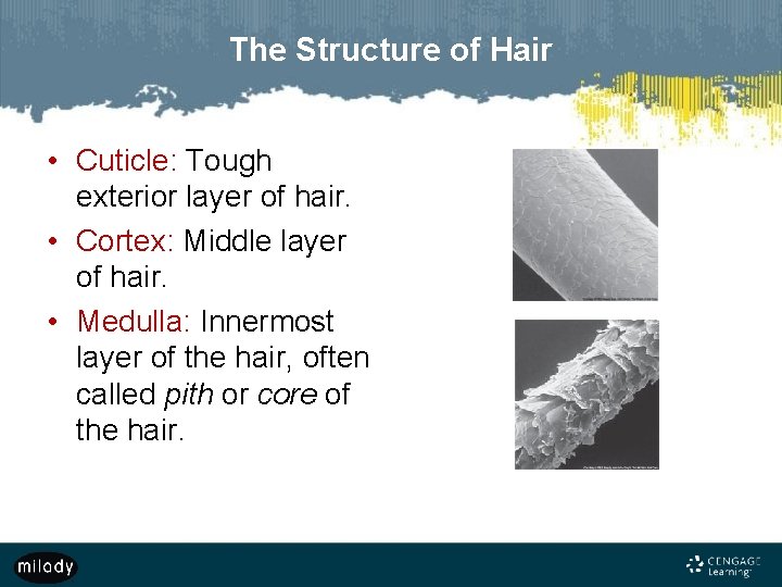 The Structure of Hair • Cuticle: Tough exterior layer of hair. • Cortex: Middle