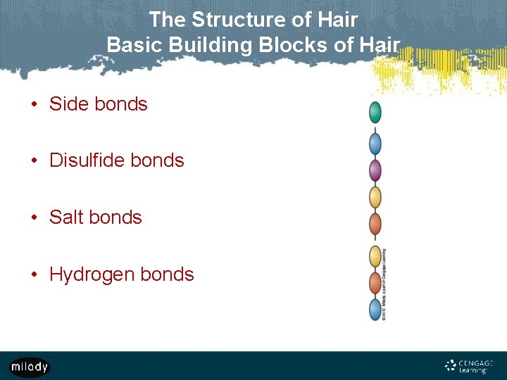 The Structure of Hair Basic Building Blocks of Hair • Side bonds • Disulfide
