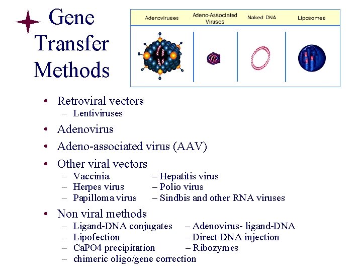 Gene Transfer Methods • Retroviral vectors – Lentiviruses • Adenovirus • Adeno-associated virus (AAV) Gene Transfer Methods • Retroviral vectors – Lentiviruses • Adenovirus • Adeno-associated virus (AAV)