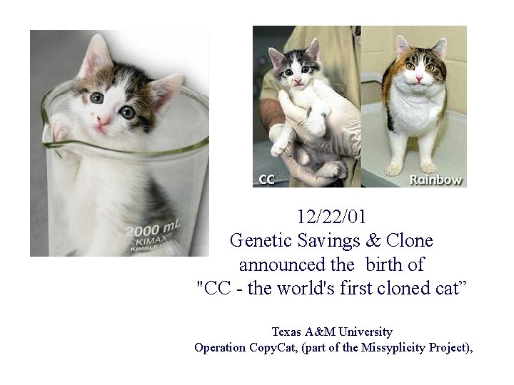 12/22/01 Genetic Savings & Clone announced the birth of "CC - the world's first 12/22/01 Genetic Savings & Clone announced the birth of "CC - the world's first