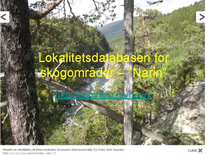 Lokalitetsdatabasen for skogområder – ”Narin” http: //borchbio. no/narin/ 