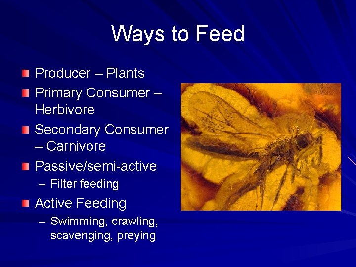 Ways to Feed Producer – Plants Primary Consumer – Herbivore Secondary Consumer – Carnivore