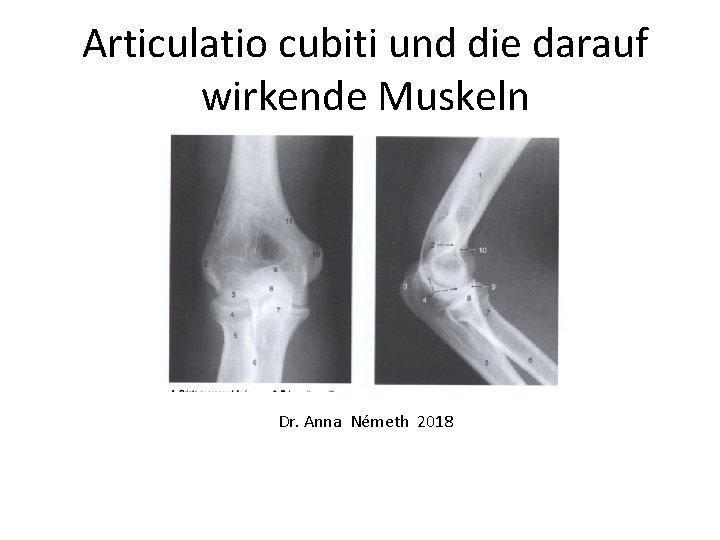 Articulatio cubiti und die darauf wirkende Muskeln Dr. Anna Németh 2018 