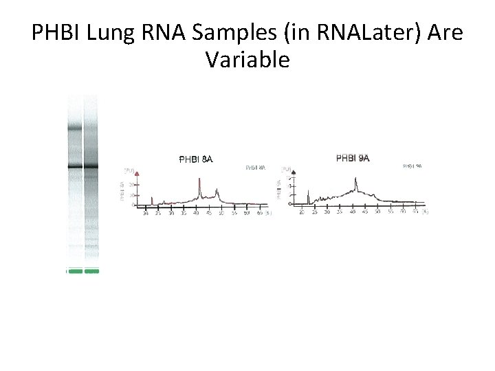 PHBI Lung RNA Samples (in RNALater) Are Variable 