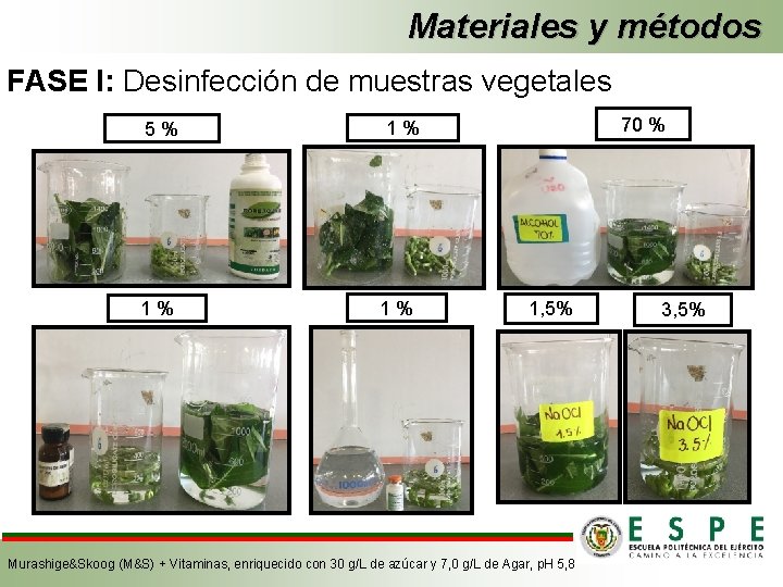 Materiales y métodos FASE I: Desinfección de muestras vegetales 5 % 1 % 70