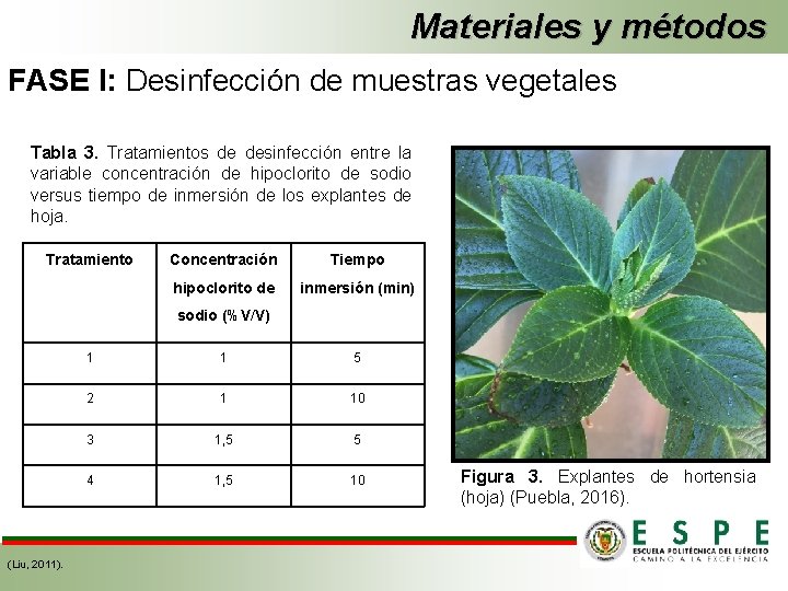 Materiales y métodos FASE I: Desinfección de muestras vegetales Tabla 3. Tratamientos de desinfección