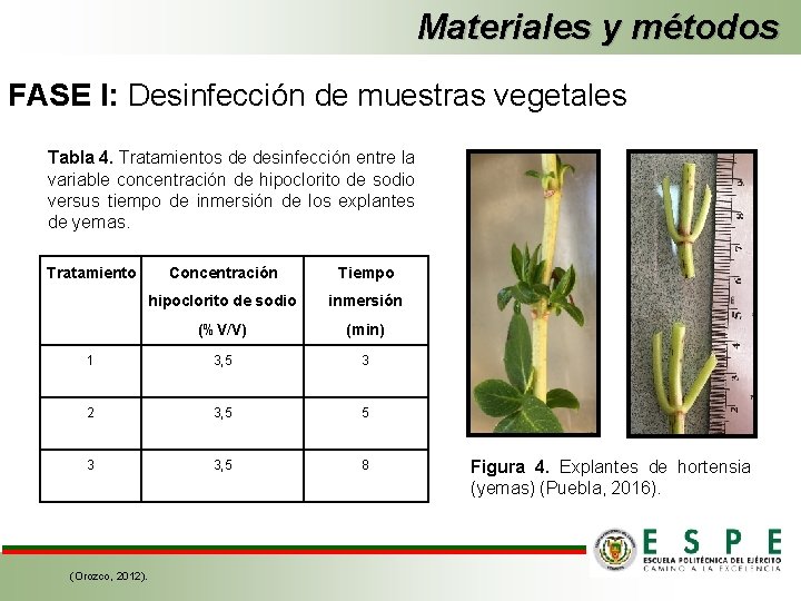 Materiales y métodos FASE I: Desinfección de muestras vegetales Tabla 4. Tratamientos de desinfección