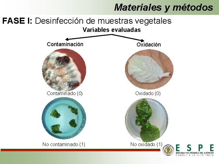 Materiales y métodos FASE I: Desinfección de muestras vegetales Variables evaluadas Contaminación Oxidación Contaminado