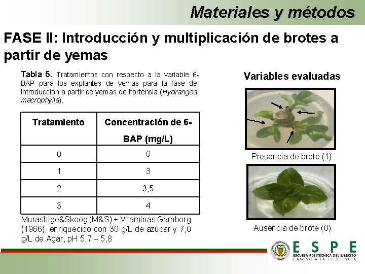 Materiales y métodos FASE II: Introducción y multiplicación de brotes a partir de yemas