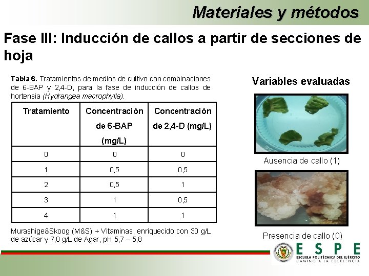 Materiales y métodos Fase III: Inducción de callos a partir de secciones de hoja