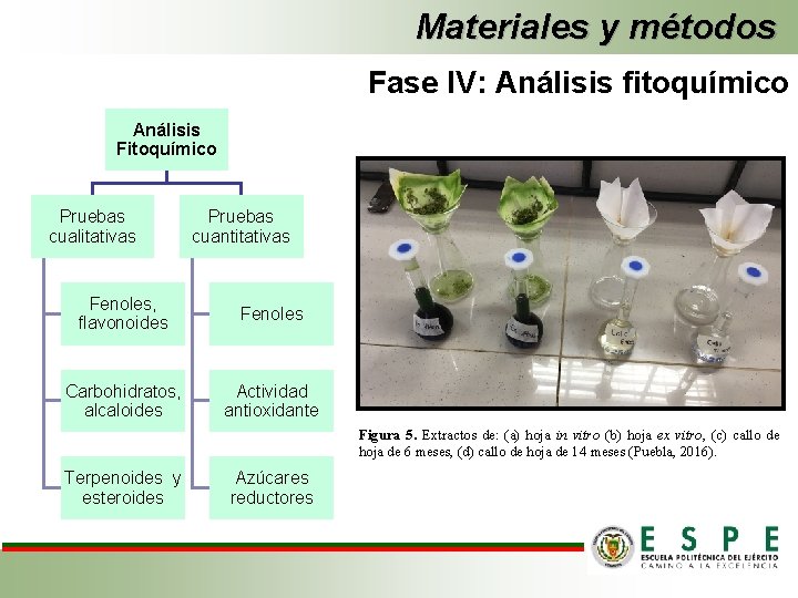 Materiales y métodos Fase IV: Análisis fitoquímico Análisis Fitoquímico Pruebas cualitativas Pruebas cuantitativas Fenoles,