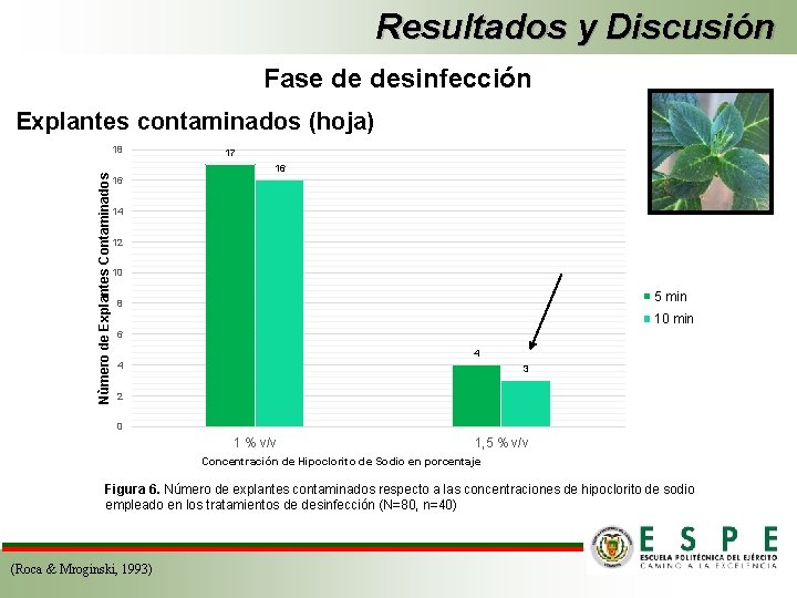 Resultados y Discusión Fase de desinfección Explantes contaminados (hoja) Nùmero de Explantes Contaminados 18