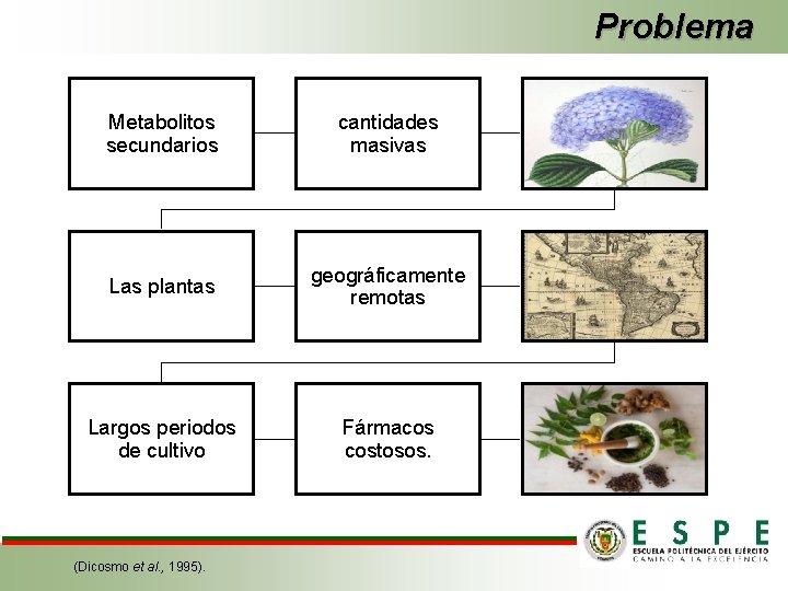 Problema Metabolitos secundarios cantidades masivas Las plantas geográficamente remotas Largos periodos de cultivo Fármacos