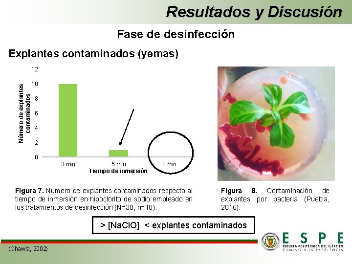 Resultados y Discusión Fase de desinfección Explantes contaminados (yemas) Número de explantes contaminados 12