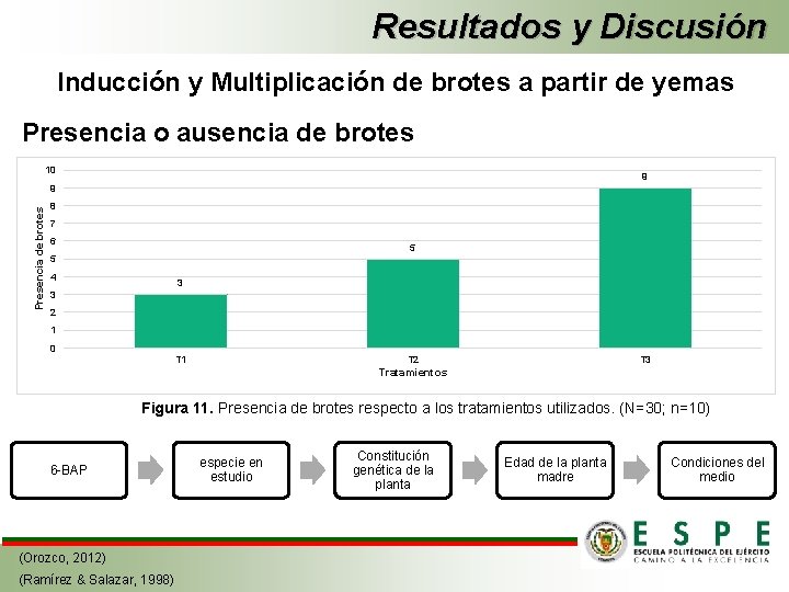 Resultados y Discusión Inducción y Multiplicación de brotes a partir de yemas Presencia o